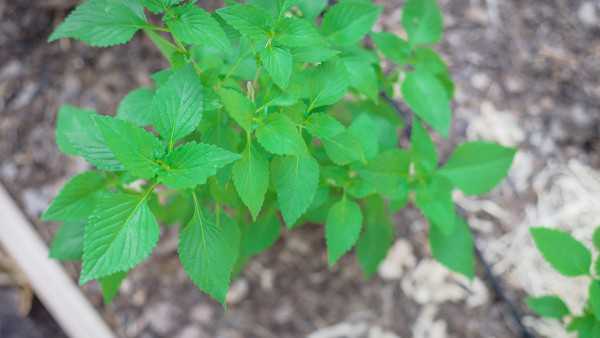 卵泡发育不良的日常调理